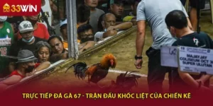 Trực Tiếp Đá Gà 67 - Trận Đấu Khốc Liệt Của Chiến Kê